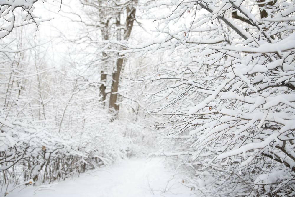Snow Landscape  Backdrop.