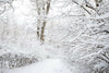 Snow Landscape  Backdrop.