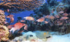 Undersea Ocean Coral Scene Indelible Print Fabric Backdrop.