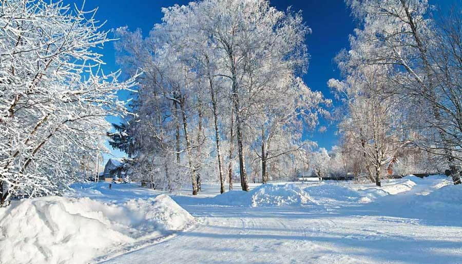 Snowy Christmas Winter  Backdrop.