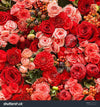 Red and Pink Rose Flower  Backdrop.